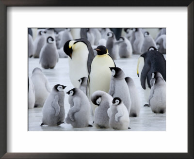Colony Of Emperor Penguins And Chicks, Snow Hill Island, Weddell Sea, Antarctica by Thorsten Milse Pricing Limited Edition Print image
