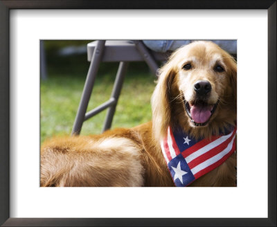 Dog Wearing Patriotic Scarf, Anchorage, Alaska by Brent Winebrenner Pricing Limited Edition Print image