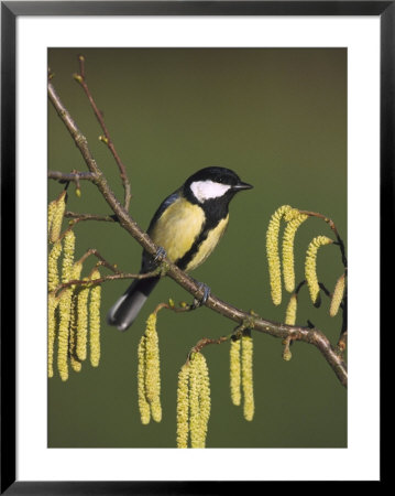 Great Tit, Perched On Hazel Catkins, Uk by Mark Hamblin Pricing Limited Edition Print image