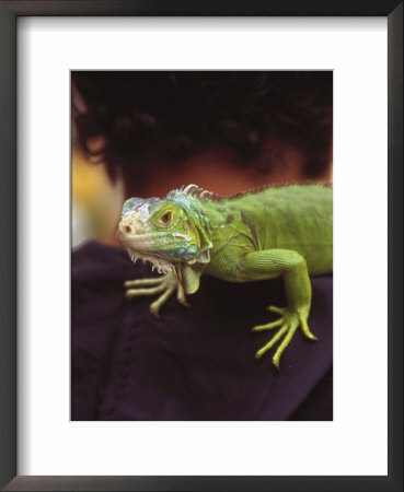 Iguana On Shoulder, Mexico by Scott Christopher Pricing Limited Edition Print image