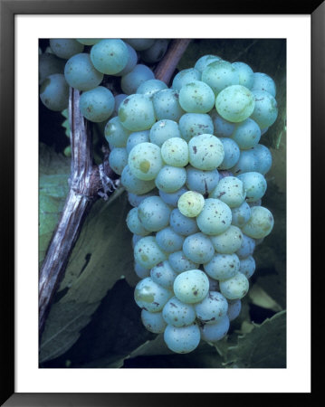 Riesling Grapes Hanging On Vine by Fogstock Llc Pricing Limited Edition Print image