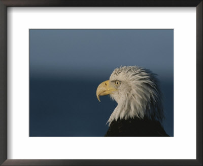 A Close Profile View Of A Northern American Bald Eagle (Haliaeetus Leucocephalus Alascensis) by Norbert Rosing Pricing Limited Edition Print image