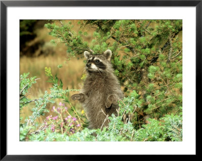 Raccoon, Standing Upright, Montana by Alan And Sandy Carey Pricing Limited Edition Print image