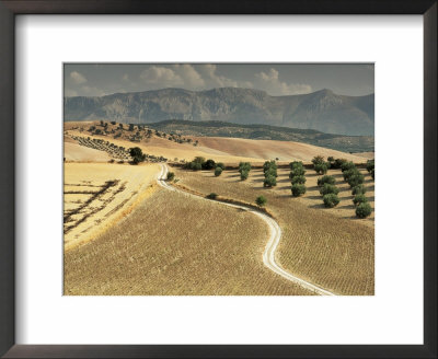 Landscape Near Jaen, Andalucia, Spain by Michael Busselle Pricing Limited Edition Print image