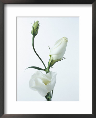 Close-Up Of Eustoma Russellanium, Kyoto Pure White, Flower And Buds On A White Background by Pearl Bucknall Pricing Limited Edition Print image