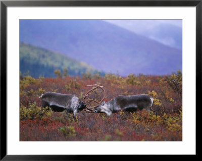 Barren-Ground Caribou Lock Horns by Paul Nicklen Pricing Limited Edition Print image