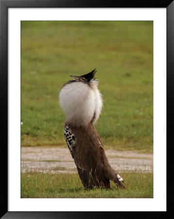 Kori Bustard Bird In Mating Display by Beverly Joubert Pricing Limited Edition Print image
