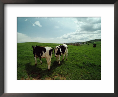 Cows In A Pasture by Scott Sroka Pricing Limited Edition Print image