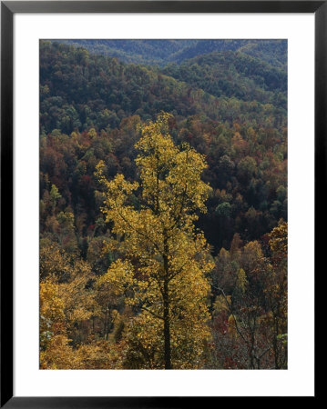 Autumn Colors Paint A Beautiful Fall Forest Landscape by Bates Littlehales Pricing Limited Edition Print image