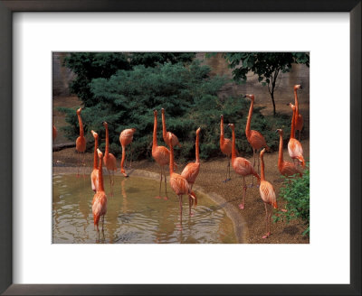 Flamingos At Forest Park, St. Louis Zoo, St. Louis, Missouri, Usa by Connie Ricca Pricing Limited Edition Print image