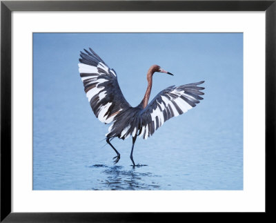 Reddish Egret Fishing, Sanibel Island, Ding Darling National Wildlife Refuge, Florida, Usa by Charles Sleicher Pricing Limited Edition Print image