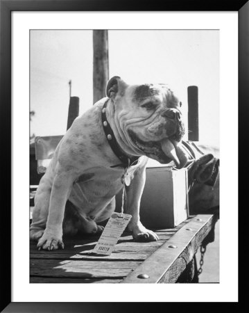 Bruiser Sitting On A Baggage Truck At The Station by Francis Miller Pricing Limited Edition Print image
