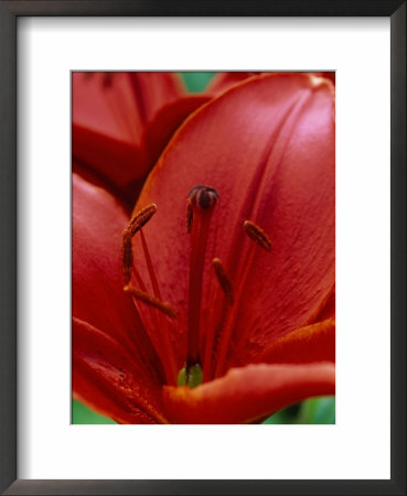 Lillium Monte Negro (Lily) by Mark Bolton Pricing Limited Edition Print image