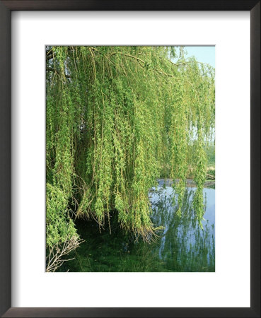 Weeping Willow, Cambridgeshire, Uk by Michael Brooke Pricing Limited Edition Print image