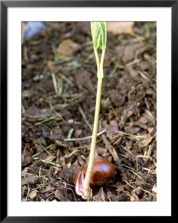 Close-Up Of Brown Horse Chestnut (Conker) Splitting And Green Leaves And Shoot Of Seedling by Mark Bolton Pricing Limited Edition Print image