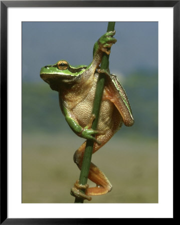 Common Tree Frog, Hyla Arborea, Greece by Mark Hamblin Pricing Limited Edition Print image
