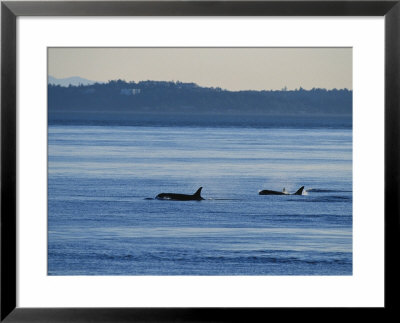 A Pod Of Killer Whales, Orcinus Orca, Hunt And Swim In Calm Waters by Raymond Gehman Pricing Limited Edition Print image