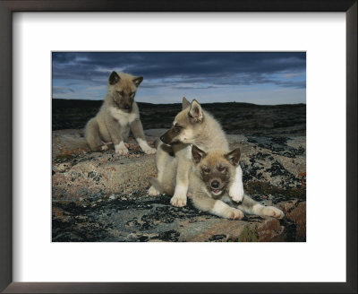 Trio Of Playful Husky Puppies by Paul Nicklen Pricing Limited Edition Print image
