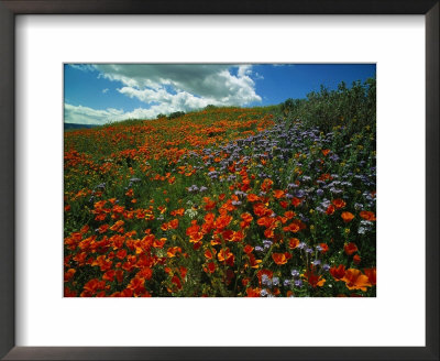 Colorful Field Of Flowers by Gary Conner Pricing Limited Edition Print image