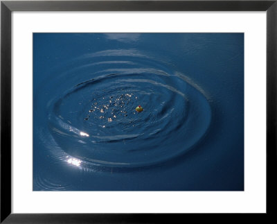 Plastic Fishing Cork In Lake, Wood County, Tx by Ray Hendley Pricing Limited Edition Print image