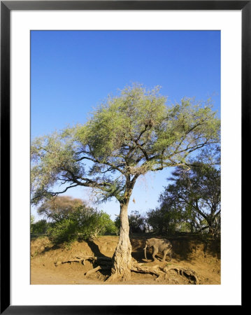 Ana Tree Or Apple-Ring Acacia, Elephant Feeding On Seed Pods, Northern Tuli Game Reserve, Botswana by Roger De La Harpe Pricing Limited Edition Print image