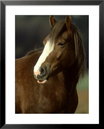 Horse, Chestnut & White Portrait by Mark Hamblin Pricing Limited Edition Print image