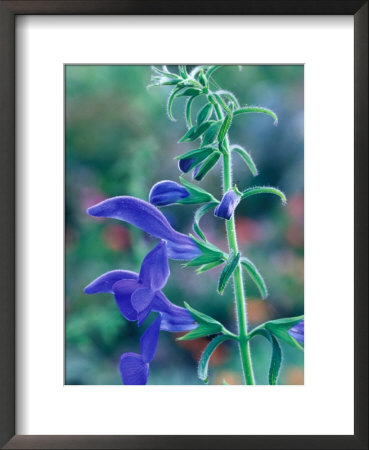 Gentian Sage, Close-Up Of Flower by Mark Bolton Pricing Limited Edition Print image