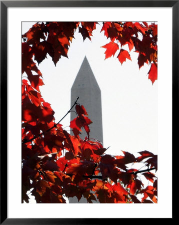 The Washington Monument Surrounded By The Brilliant Colored Leaves by Ron Edmonds Pricing Limited Edition Print image
