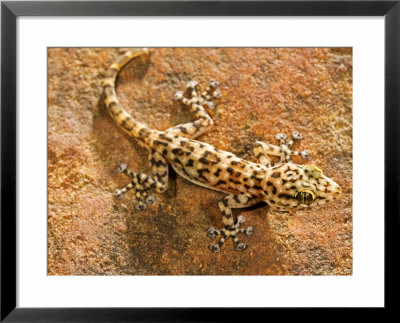 Gecko, Banfora, Burkina Faso by Emanuele Biggi Pricing Limited Edition Print image
