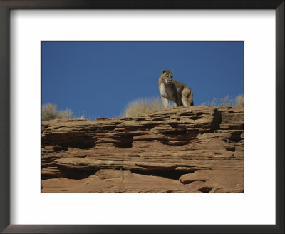 A Mountain Lion Surveys Its Domain From Atop A Rock by Norbert Rosing Pricing Limited Edition Print image