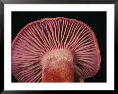 A Close View From Below Of A Sandy Laccaria Mushroom by Darlyne A. Murawski Pricing Limited Edition Print image