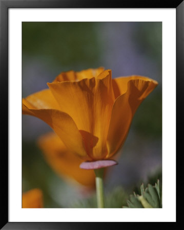 Close View Of A California Poppy by Marc Moritsch Pricing Limited Edition Print image