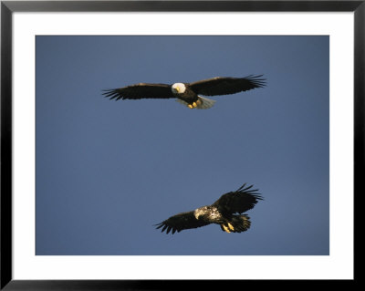 American Bald Eagle With Juvenile In Flight by Tom Murphy Pricing Limited Edition Print image