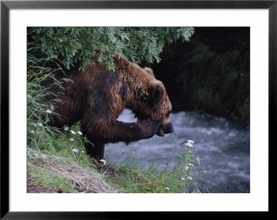 A Young Grizzly Bear (Ursus Arctos Horribilis) Smells A Flower On A Side Stream Of The Brooks River by Paul Nicklen Pricing Limited Edition Print image