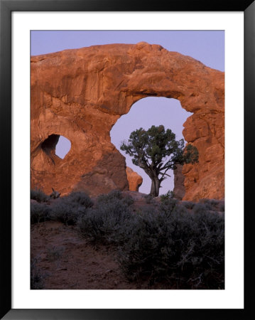 Turret Arch With Utah Juniper, Arches National Park, Utah, Usa by Jamie & Judy Wild Pricing Limited Edition Print image