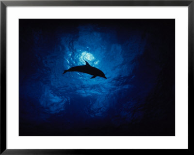 Atlantic Spotted Dolphin, Silhouette, Bahamas by Gerard Soury Pricing Limited Edition Print image