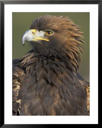 Golden Eagle, Portrait Of Adult, Scotland by Mark Hamblin Pricing Limited Edition Print image