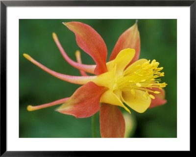 Aquilegia (Mrs Scott-Elliot) Close-Up Of Red & Yellow Flower by Mark Bolton Pricing Limited Edition Print image