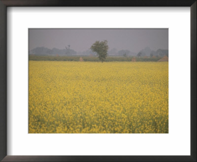 Flowering Field In Northern India by Michael S. Lewis Pricing Limited Edition Print image