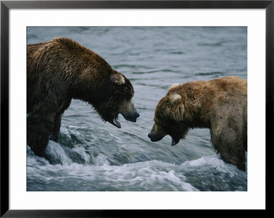 Two Grizzly Bears Stand Face To Face In The Water With Their Mouths Open by Joel Sartore Pricing Limited Edition Print image