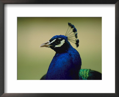The Head Of A Beautiful Blue Peacock, Pavo Sp by Joel Sartore Pricing Limited Edition Print image