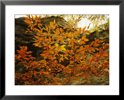 Autumn-Colored Beech Trees At Raven Rock by Raymond Gehman Pricing Limited Edition Print image