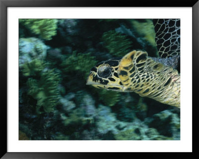 A Green Sea Turtle Swimming By A Reef Wall by Wolcott Henry Pricing Limited Edition Print image