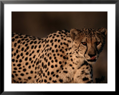 A Portrait Of A Hungry African Cheetah by Chris Johns Pricing Limited Edition Print image