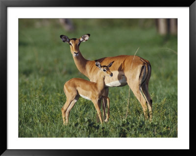 Gazelles Standing In The Grasslands In Chobe National Park by Beverly Joubert Pricing Limited Edition Print image