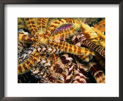 Fan Corals, United Arab Emirates by Chris Mellor Pricing Limited Edition Print image