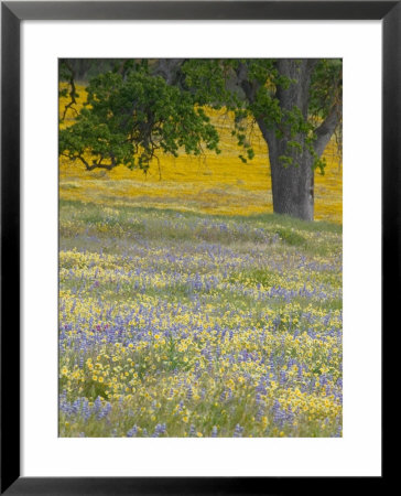 Lone Oak And Spring Wildflowers, San Luis Obispo County, California, Usa by Terry Eggers Pricing Limited Edition Print image
