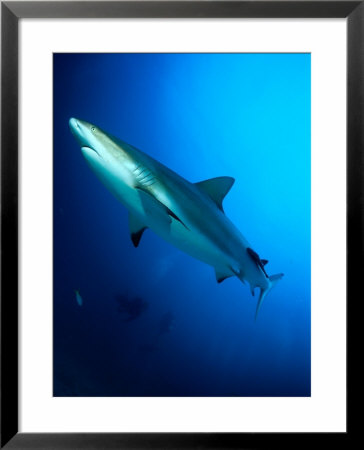 Caribbean Reef Shark (Carcharhinus Perezi), Point Break, Cape Capucin, Dominica by Michael Lawrence Pricing Limited Edition Print image