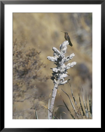 Giant Hummingbird, Resting On Budding Agave Flower, Peruvian Andes by Mark Jones Pricing Limited Edition Print image