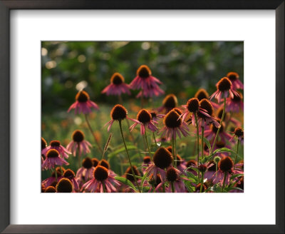 Echinacea Gardens by Frank Siteman Pricing Limited Edition Print image